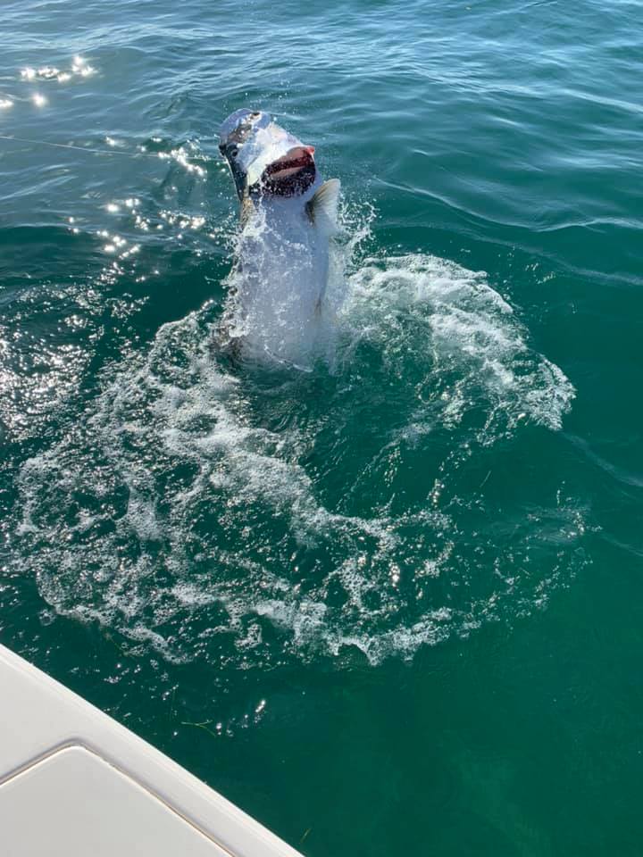 One nice tarpon release today and broke a 150lb fish off. Great day on the water… One nice tarpon release today and broke a 150lb fish off. Great day on the water…