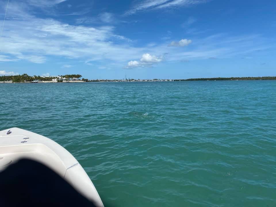 Caught one tarpon, broke one off and caught this monster jack. Great day lots of… Caught one tarpon, broke one off and caught this monster jack. Great day lots of…