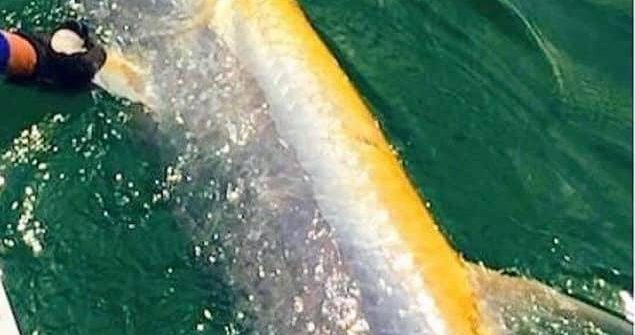 Come see if you can’t catch our first albino tarpon with Capt Doug!!
For tarpon… Come see if you can’t catch our first albino tarpon with Capt Doug!!
For tarpon…