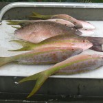 Snapper fishing