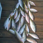 Yellowtail Snapper Fishing in Florida Keys