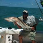 blacktip