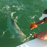 Jeff's tarpon