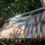 Mixed bag