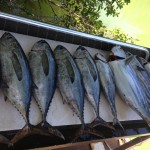 tunas