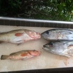 Grouper tuna