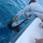 sailfish
