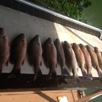 snapper