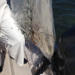 pilchards3