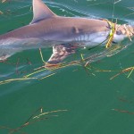 shark