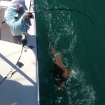 Big nurse shark
