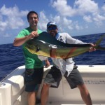 Big dolphin