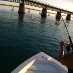 tarpon jumping
