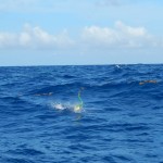 dolphin jumping 3 (1) small