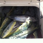 good day dolphin fishing small
