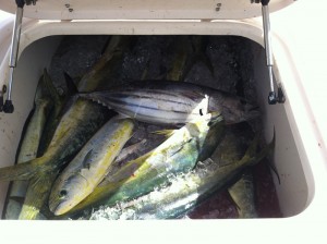 good day dolphin fishing small