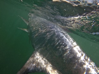 Tarpon season is officially here! Come book your tarpon charter with Capt. Doug on Lil Hooked Up II off Marathon in the Fl Keys Tarpon season is officially here! Come book your tarpon charter with Capt. Doug on Lil Hooked Up II off Marathon in the Fl Keys
