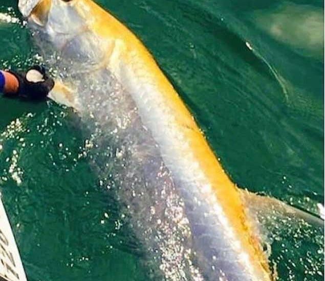 Come see if you can’t catch our first albino tarpon with Capt Doug!!
For tarpon…